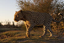 Leopard (Panthera pardus) walking at sunset, Botswana