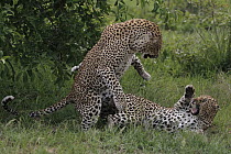 Leopard (Panthera pardus) male jumping back as he finished mating with female, Botswana