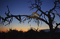 Leopard (Panthera pardus) in tree at night fall, Botswana