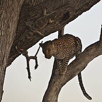 Leopard (Panthera pardus) in tree near a Monitor Lizard (Varanus sp), Botswana
