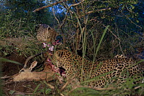 Leopard (Panthera pardus) mother and cub feeding on carcass, Botswana