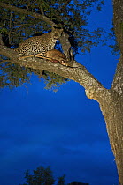 Leopard (Panthera pardus) with Impala (Aepyceros melampus) carcass in tree, Botswana