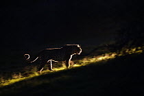 Leopard (Panthera pardus) walking at night, Botswana