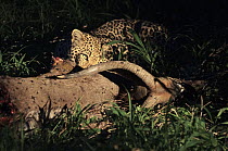Leopard (Panthera pardus) feeding on Sitatunga (Tragelaphus spekii) prey at night, Botswana