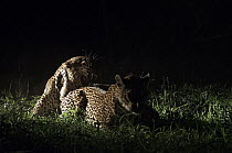 Leopard (Panthera pardus) female presenting herself to male at night, Botswana