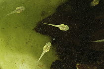 Matang Narrow-mouthed Frog (Microhyla nepenthicola) tadpoles in a pitcher of Flask-Shaped Pitcher Plant (Nepenthes ampullaria), Kubah National Park, Malaysia