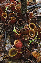 Flask-Shaped Pitcher Plant (Nepenthes ampullaria), Gunung Mulu National Park, Malaysia