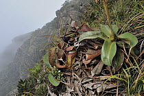 Pitcher Plant (Nepenthes attenboroughii) flowering, endemic to Mount Victoria on Palawan Island, Philippines