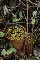 Pitcher Plant (Nepenthes attenboroughii) pair, endemic to Mount Victoria on Palawan Island, Philippines