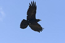 Common Raven (Corvus corax) flying, San Benito Island, Baja California, Mexico