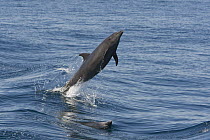 Bottlenose Dolphin (Tursiops truncatus) jumping, Baja California, Mexico