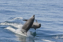 Bottlenose Dolphin (Tursiops truncatus) pair jumping, Baja California, Mexico