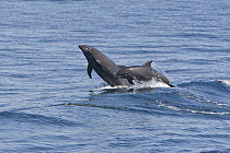 Bottlenose Dolphin (Tursiops truncatus) pair jumping, Baja California, Mexico