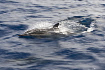 Long-beaked Common Dolphin (Delphinus capensis) surfacing, Baja California, Mexico