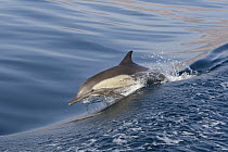 Long-beaked Common Dolphin (Delphinus capensis) porpoising, Baja California, Mexico