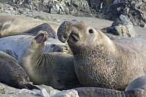 Northern Elephant Seal (Mirounga angustirostris) bull and female, San Benito Island, Baja California, Mexico