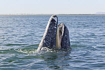 Gray Whale (Eschrichtius robustus) opening mouth and showing baleen plates, San Ignacio Lagoon, Baja California, Mexico