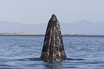 Gray Whale (Eschrichtius robustus) with tooth marks from attacks by killer whales, San Ignacio Lagoon, Baja California, Mexico
