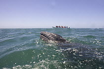 Gray Whale (Eschrichtius robustus) calf surfacing near whale watching boat, San Ignacio Lagoon, Baja California, Mexico