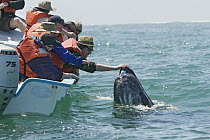Gray Whale (Eschrichtius robustus) getting touched by whale watchers, San Ignacio Lagoon, Baja California, Mexico