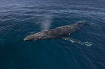 Humpback Whale (Megaptera novaeangliae) surfacing, Baja California, Mexico