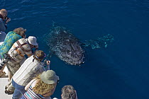 Humpback Whale (Megaptera novaeangliae) surfacing near tourist boat, Baja California, Mexico