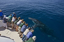 Humpback Whale (Megaptera novaeangliae) surfacing near tourist boat, Baja California, Mexico