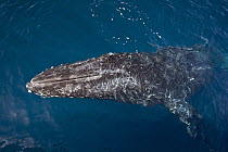 Humpback Whale (Megaptera novaeangliae) near surface, Baja California, Mexico