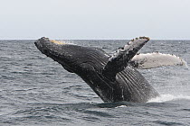 Humpback Whale (Megaptera novaeangliae) breaching, Baja California, Mexico