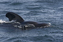 Short-finned Pilot Whale (Globicephala macrorhynchus) surfacing, Sea of Cortez, Baja California, Mexico