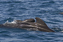 Short-finned Pilot Whale (Globicephala macrorhynchus) mother and calf surfacing, Sea of Cortez, Baja California, Mexico