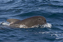 Short-finned Pilot Whale (Globicephala macrorhynchus) calf porpoising, Sea of Cortez, Baja California, Mexico