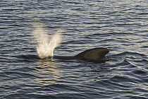 Short-finned Pilot Whale (Globicephala macrorhynchus) surfacing, Sea of Cortez, Baja California, Mexico