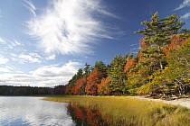 Forest in fall colors along lake, Kejimjujik National Park, Nova Scotia, Canada