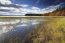 Forest in fall colors along lake, Kejimjujik National Park, Nova Scotia, Canada