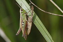 Differential Grasshopper (Melanoplus differentialis), Nova Scotia, Canada