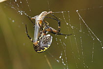 Black-and-yellow Argiope (Argiope aurantia) extruding silk and wrapping prey in web, Nova Scotia, Canada