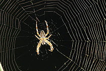 Orb-weaver Spider (Araneidae) on web, Nova Scotia, Canada
