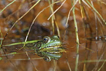 Northern Green Frog (Rana clamitans melanota), Nova Scotia, Canada