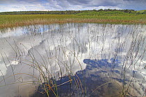 Clouds reflected in wetland, Prince Edward Island, Canada