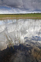 Clouds reflected in wetland, Prince Edward Island, Canada
