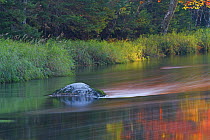 Fall color water reflections, Mersey River, Kejimkujik National Park, Nova Scotia, Canada