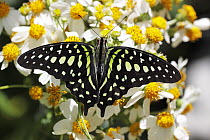 Tailed Jay Butterfly (Graphium agamemnon), Philippines