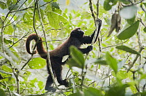 Yellow-tailed Woolly Monkey (Oreonax flavicauda) climbing in tree, Yungas Forest, Peru