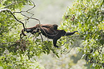 Yellow-tailed Woolly Monkey (Oreonax flavicauda) mother and baby climbing between trees, Yungas Forest, Peru