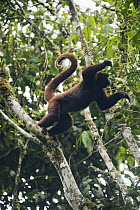Yellow-tailed Woolly Monkey (Oreonax flavicauda) jumping to another tree, Yungas Forest, Peru