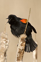 Red-winged Blackbird (Agelaius phoeniceus) male calling, Kensington Metropark, Michigan