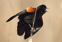Red-winged Blackbird (Agelaius phoeniceus) male calling, Kensington Metropark, Michigan