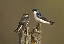 Tree Swallow (Tachycineta bicolor) pair courting, Maybury State Park, Michigan