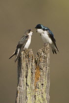 Tree Swallow (Tachycineta bicolor) pair courting, Maybury State Park, Michigan